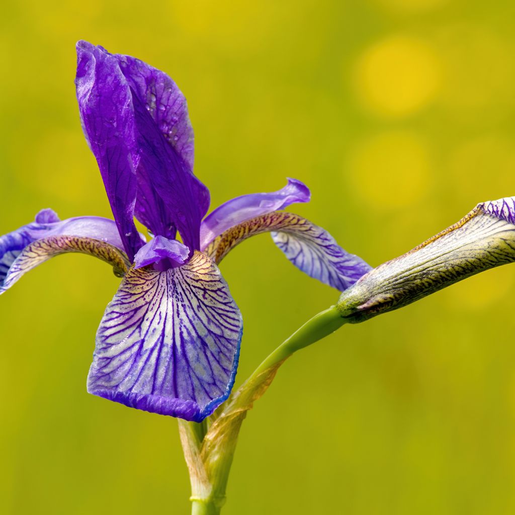 Iris de Sibérie - Iris sibirica Blue King