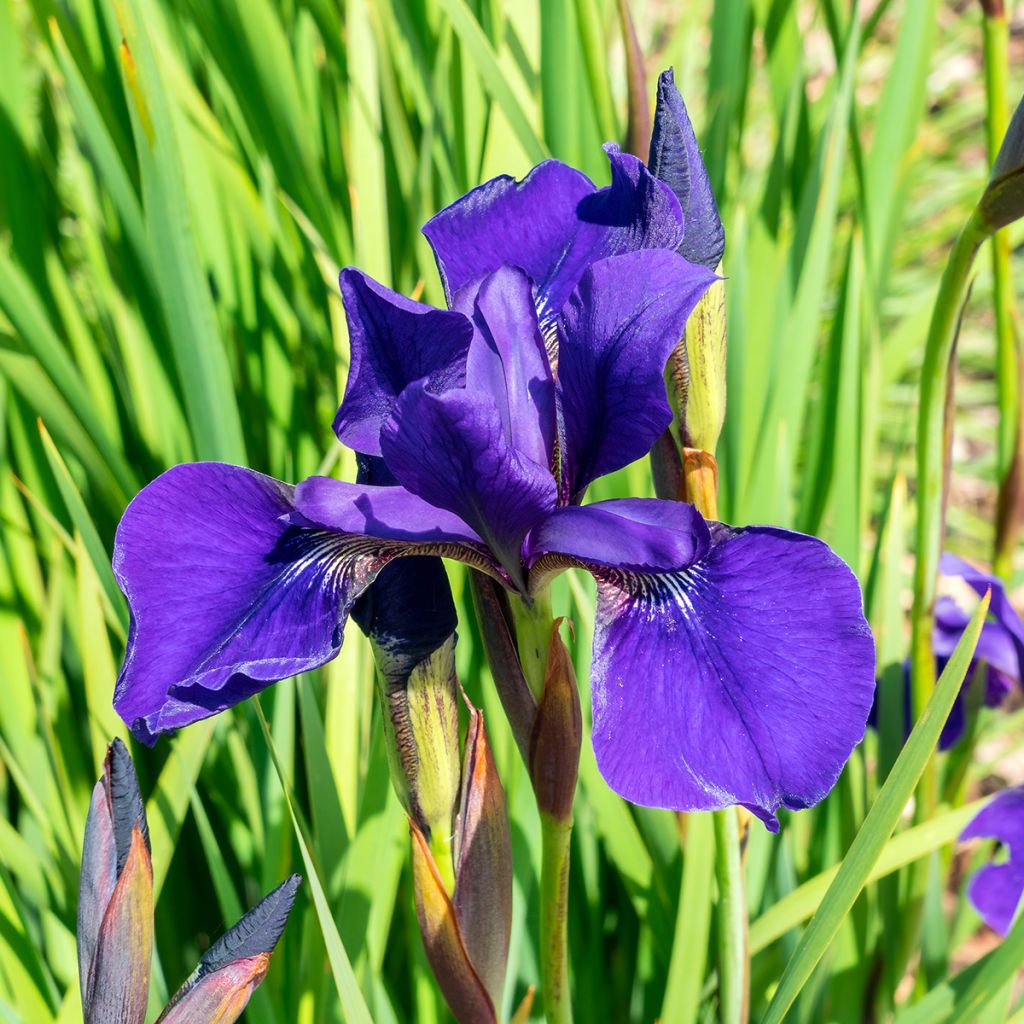 Iris de Sibérie - Iris sibirica Caesar's Brother