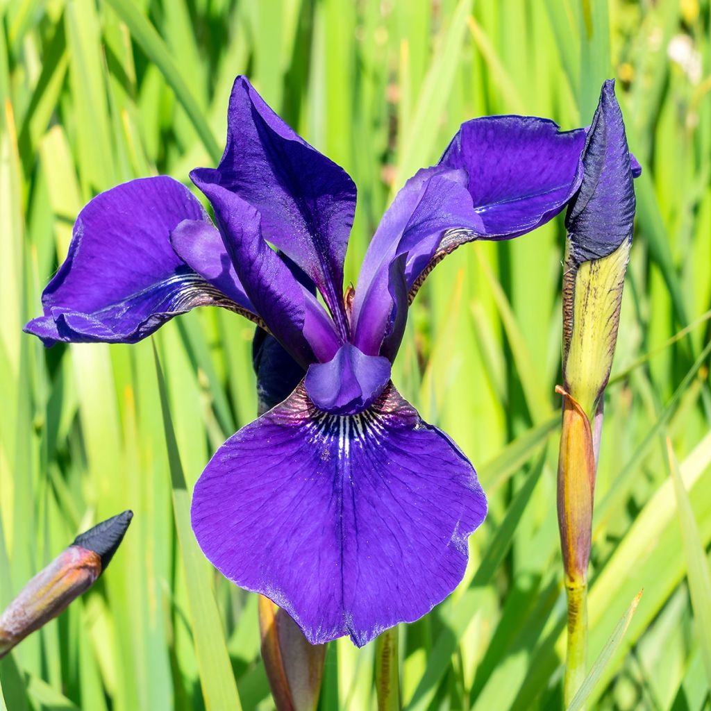 Iris de Sibérie - Iris sibirica Caesar's Brother