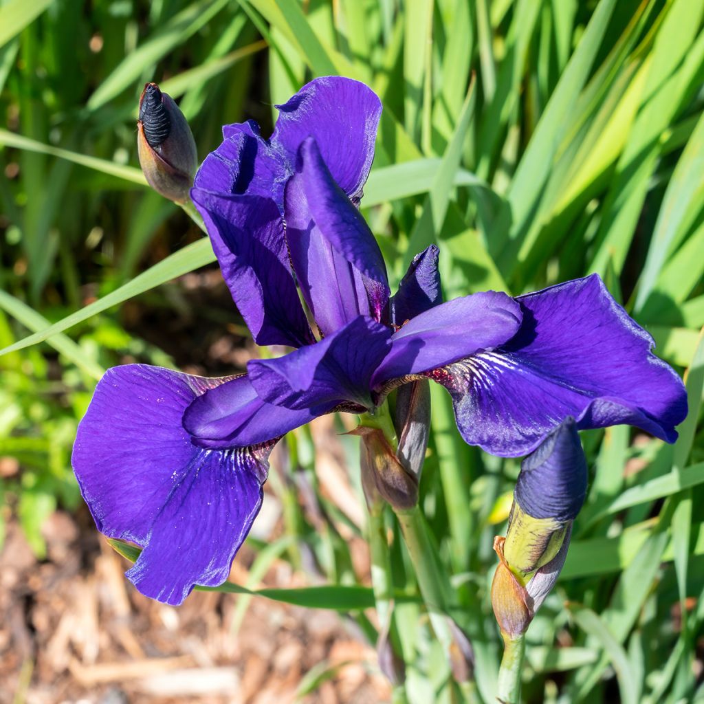 Iris de Sibérie - Iris sibirica Caesar's Brother