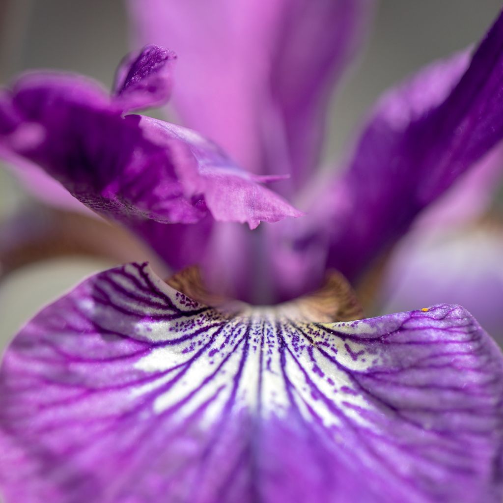 Iris de Sibérie - Iris sibirica Sparkling Rose