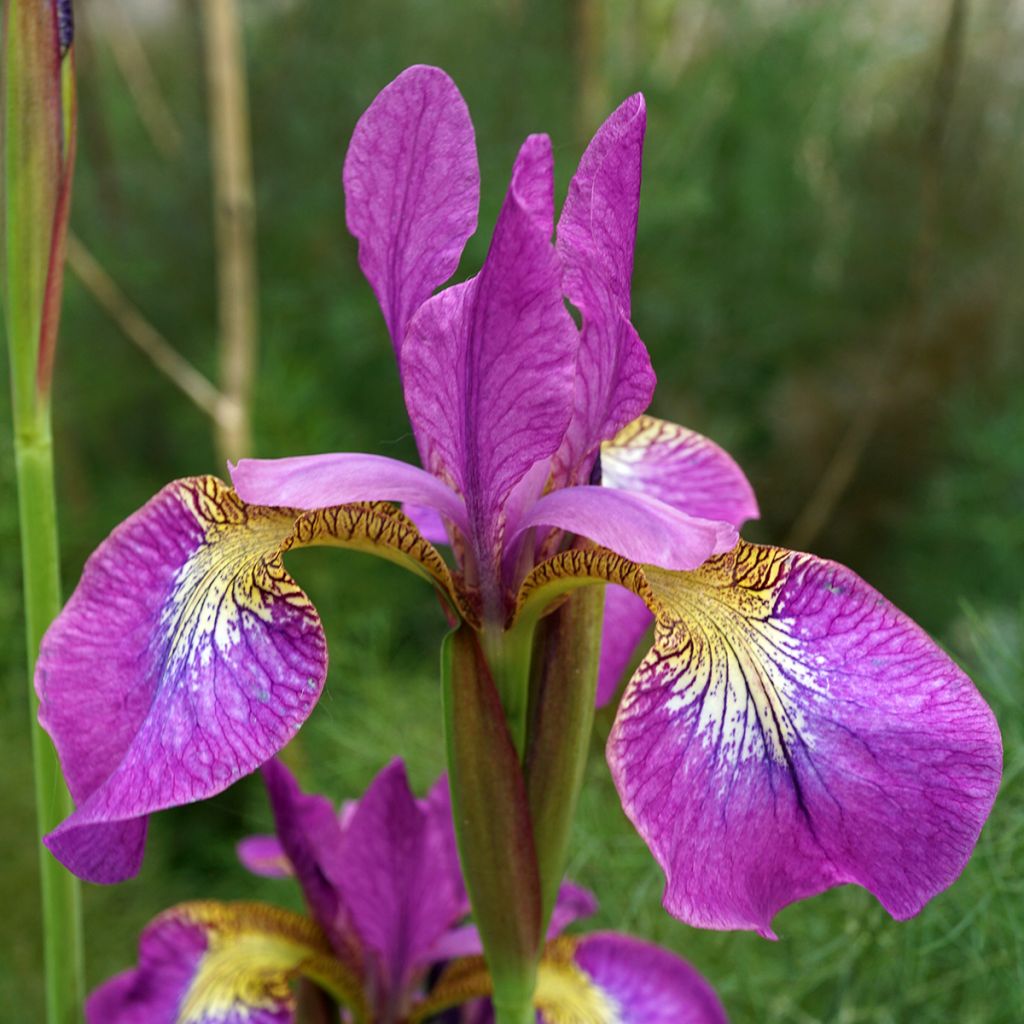 Iris de Sibérie - Iris sibirica Sparkling Rose