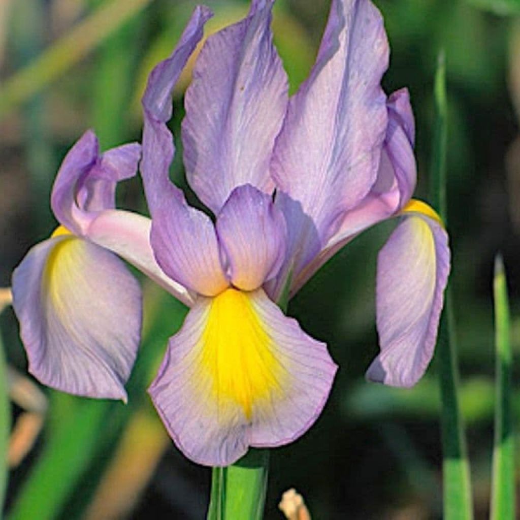 Iris de Hollande Rosario - Iris hollandica