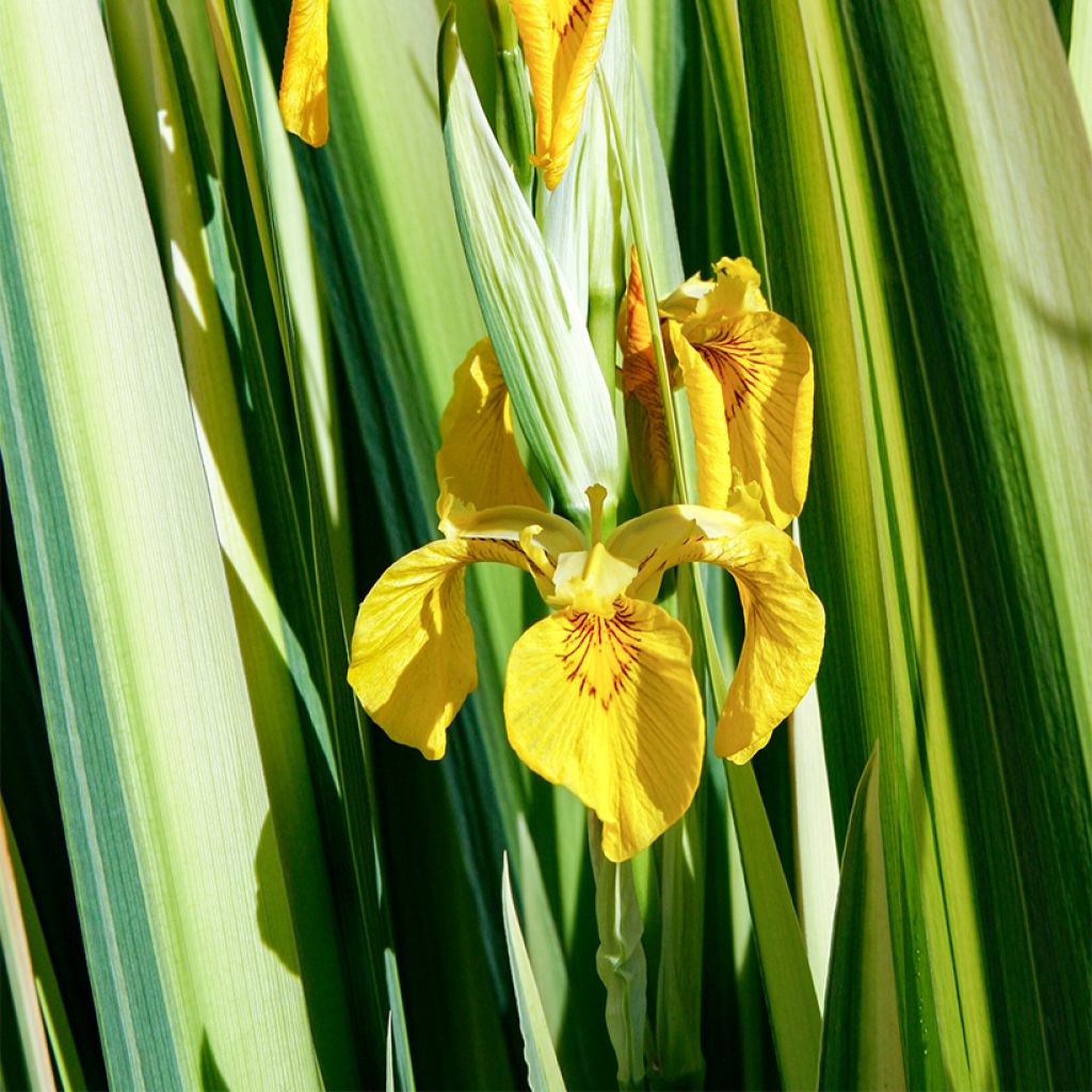 Iris des marais - Iris pseudacorus Variegata