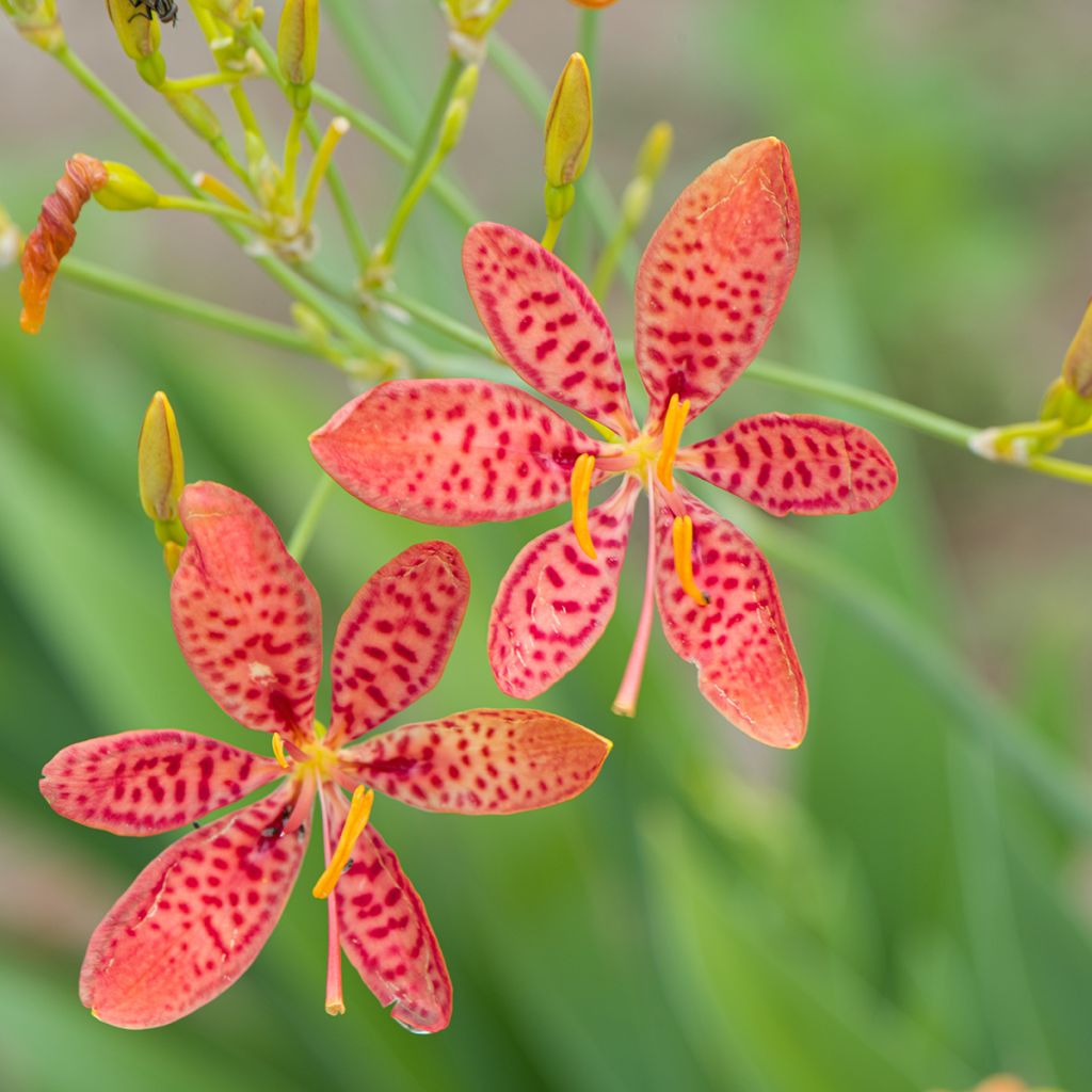 Iris domestica - Belamcanda chinensis - Iris tigré 