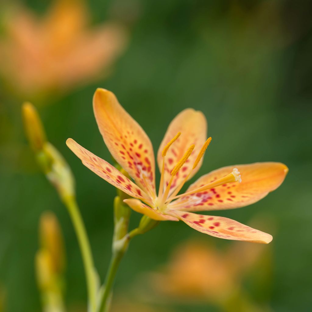 Iris domestica - Belamcanda chinensis - Iris tigré 