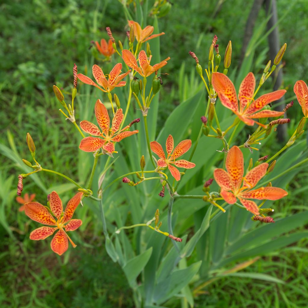 Iris domestica - Belamcanda chinensis - Iris tigré 