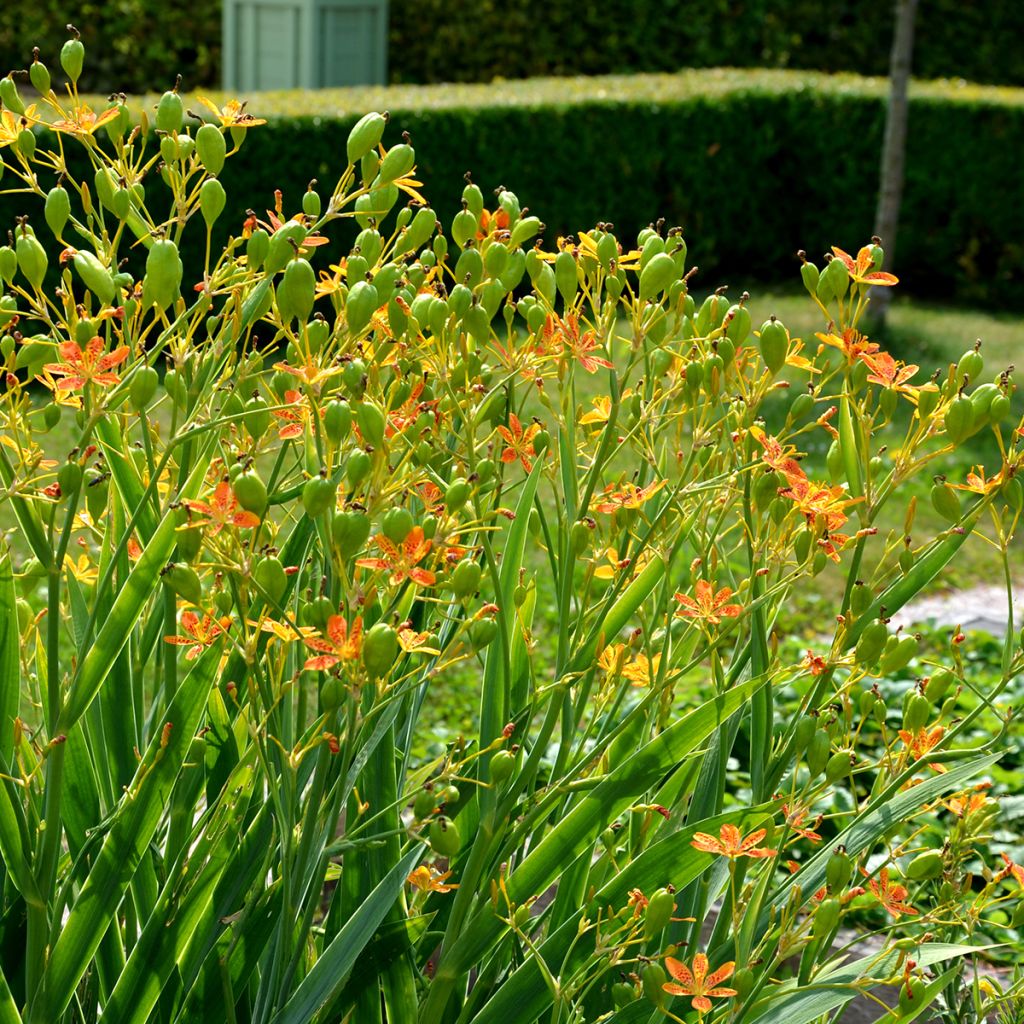 Iris domestica - Belamcanda chinensis - Iris tigré 