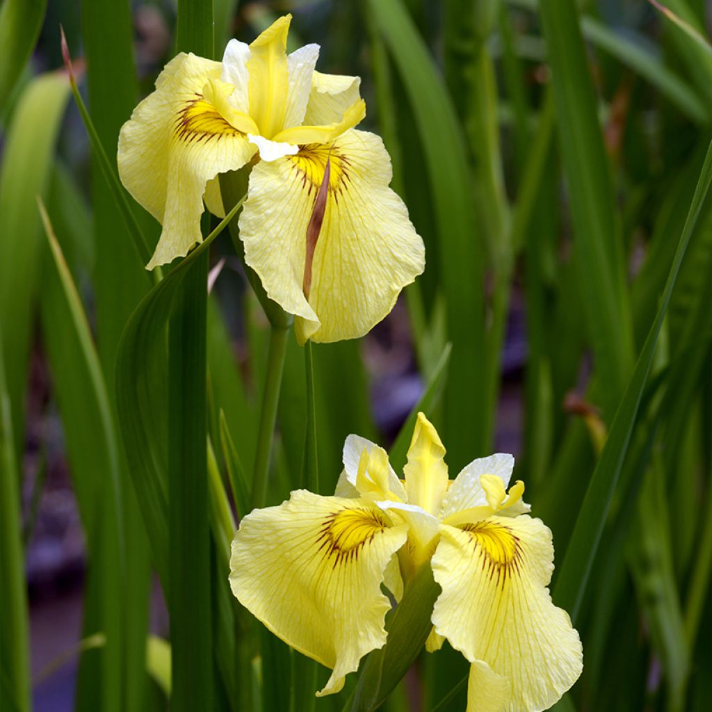 Iris du Japon - Iris ensata Aichi-no-Kagayaki