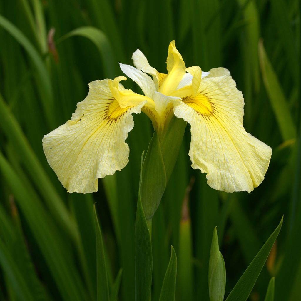 Iris du Japon - Iris ensata Aichi-no-Kagayaki