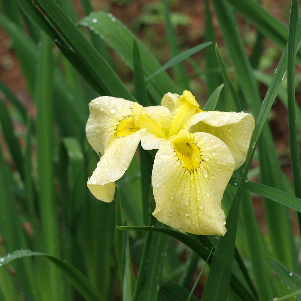 Iris du Japon - Iris ensata Aichi-no-Kagayaki