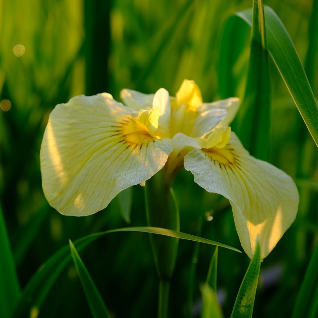 Iris du Japon - Iris ensata Aichi-no-Kagayaki