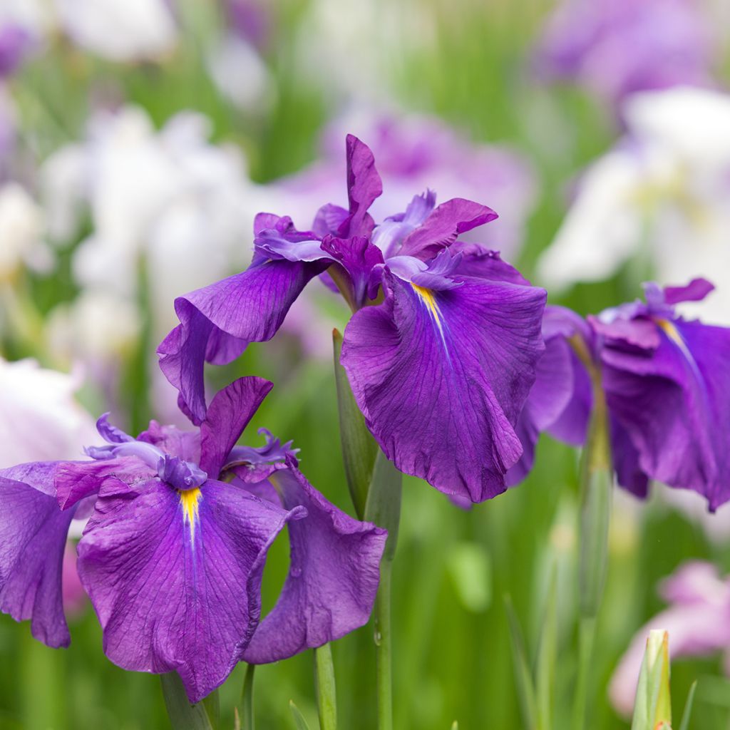 Iris du Japon - Iris ensata Amethyst