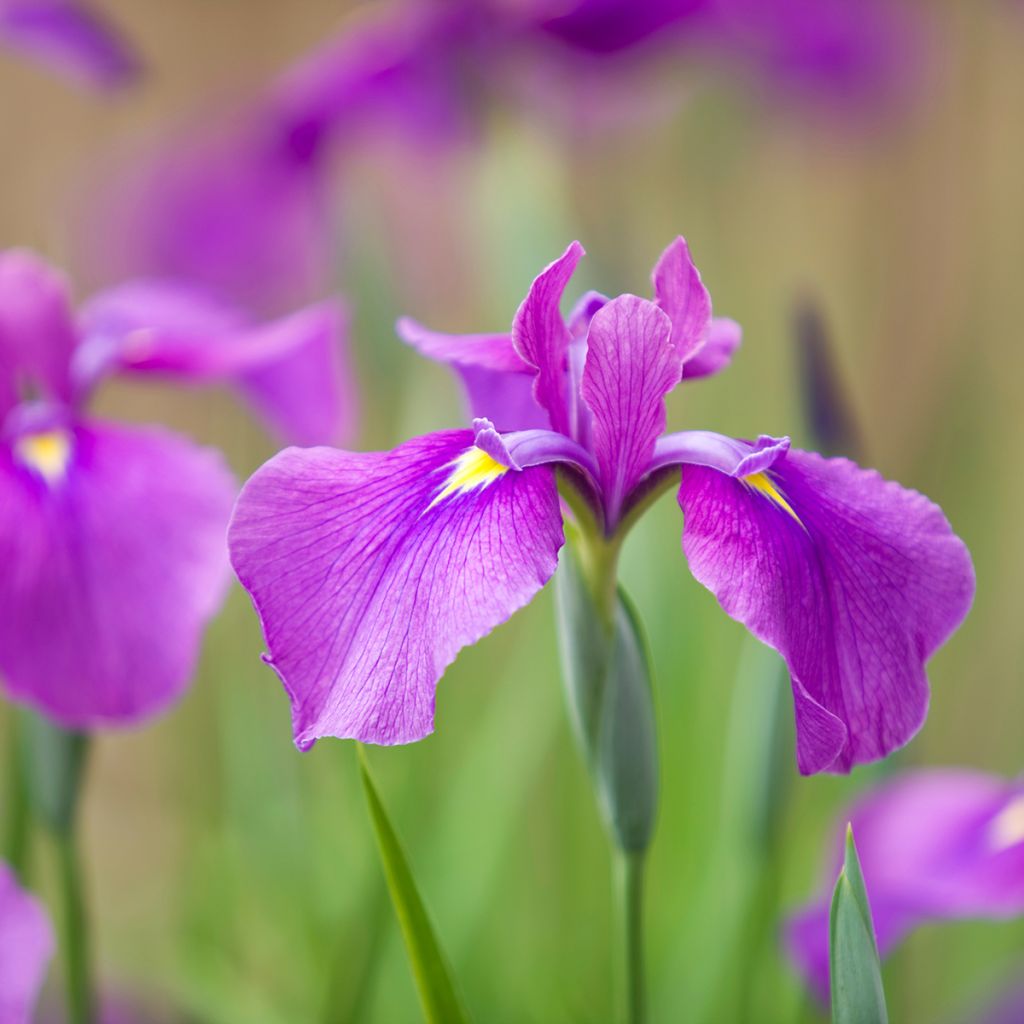 Iris du Japon - Iris ensata Amethyst