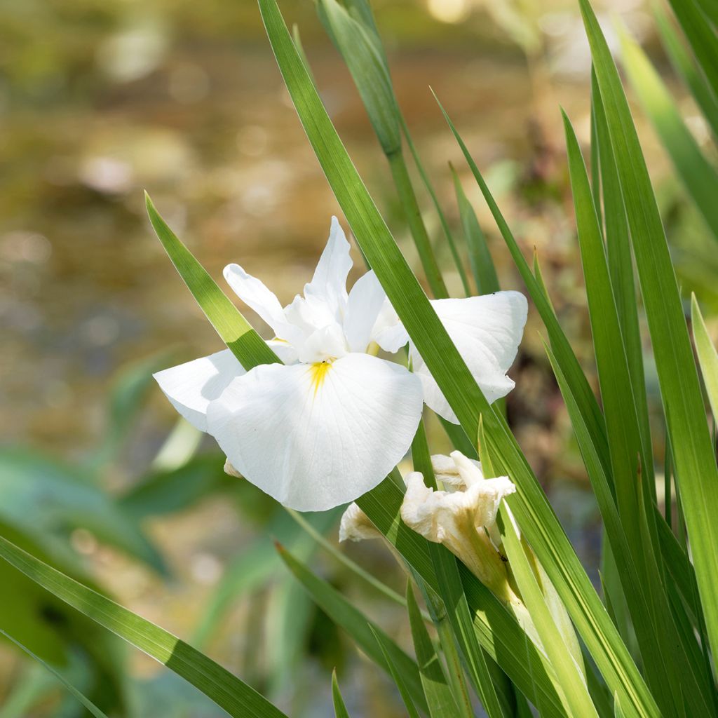 Iris du Japon - Iris ensata Diamant