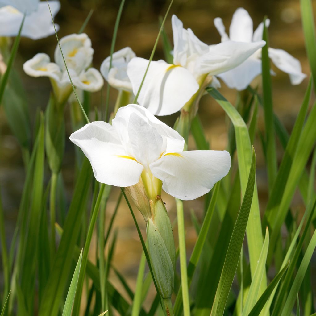 Iris du Japon - Iris ensata Diamant