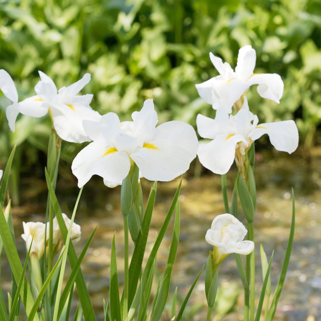 Iris du Japon - Iris ensata Diamant