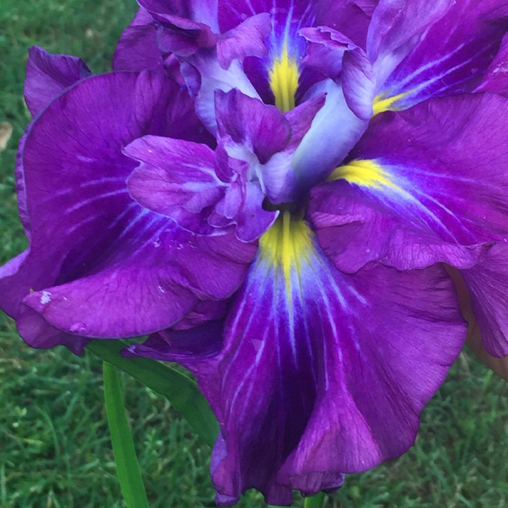 Iris ensata Dinner Plate 'Ice Cream' - Japanese Iris - Iridaceae (The