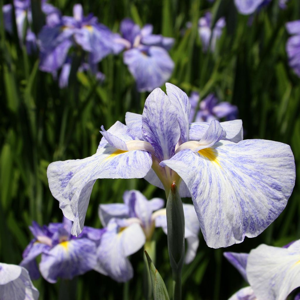 Iris du Japon - Iris ensata Eden's Paintbrush
