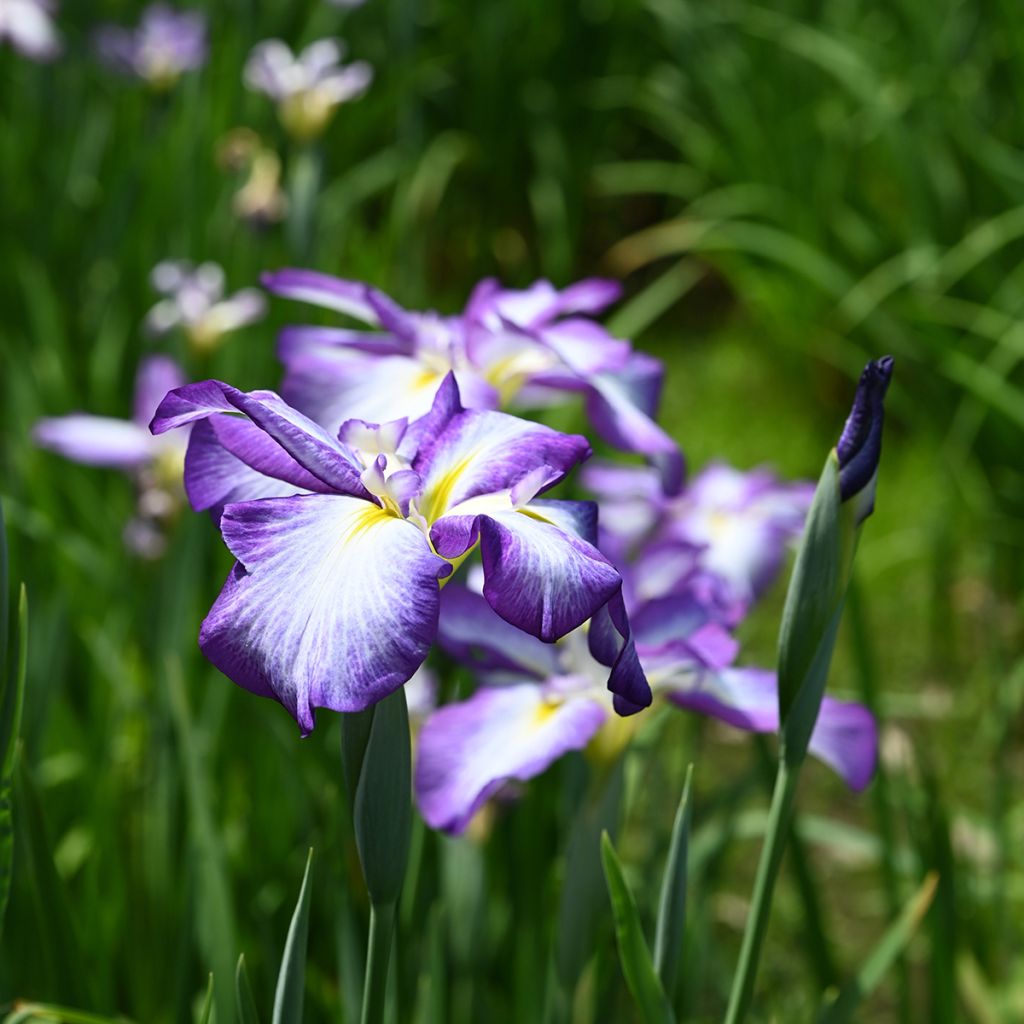 Iris du Japon - Iris ensata Gracieuse