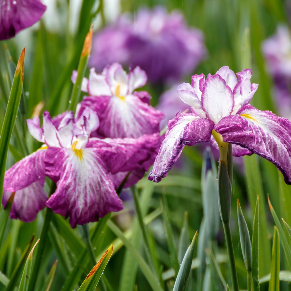 Iris du Japon - Iris ensata Harlequinesque