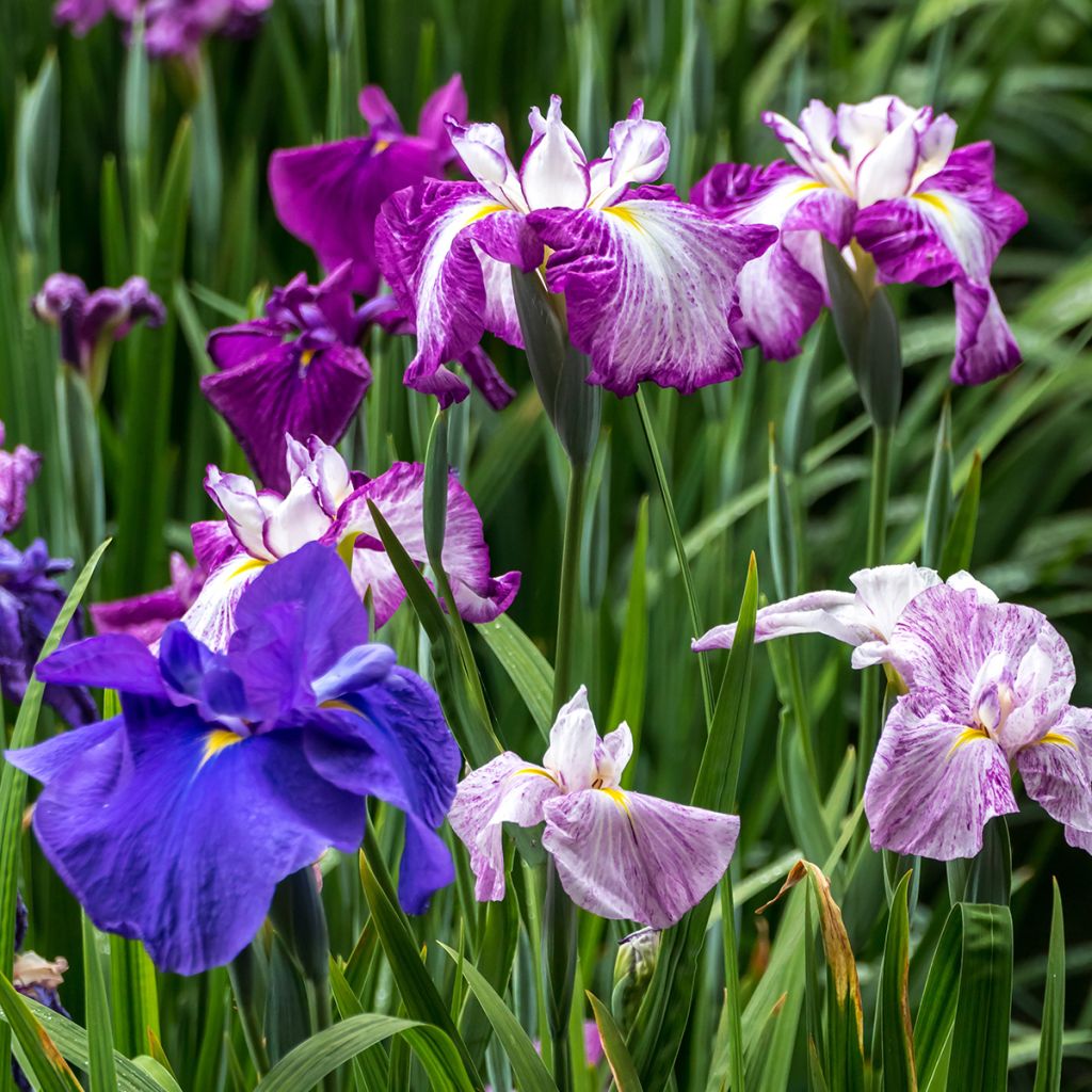 Iris du Japon - Iris ensata Harlequinesque