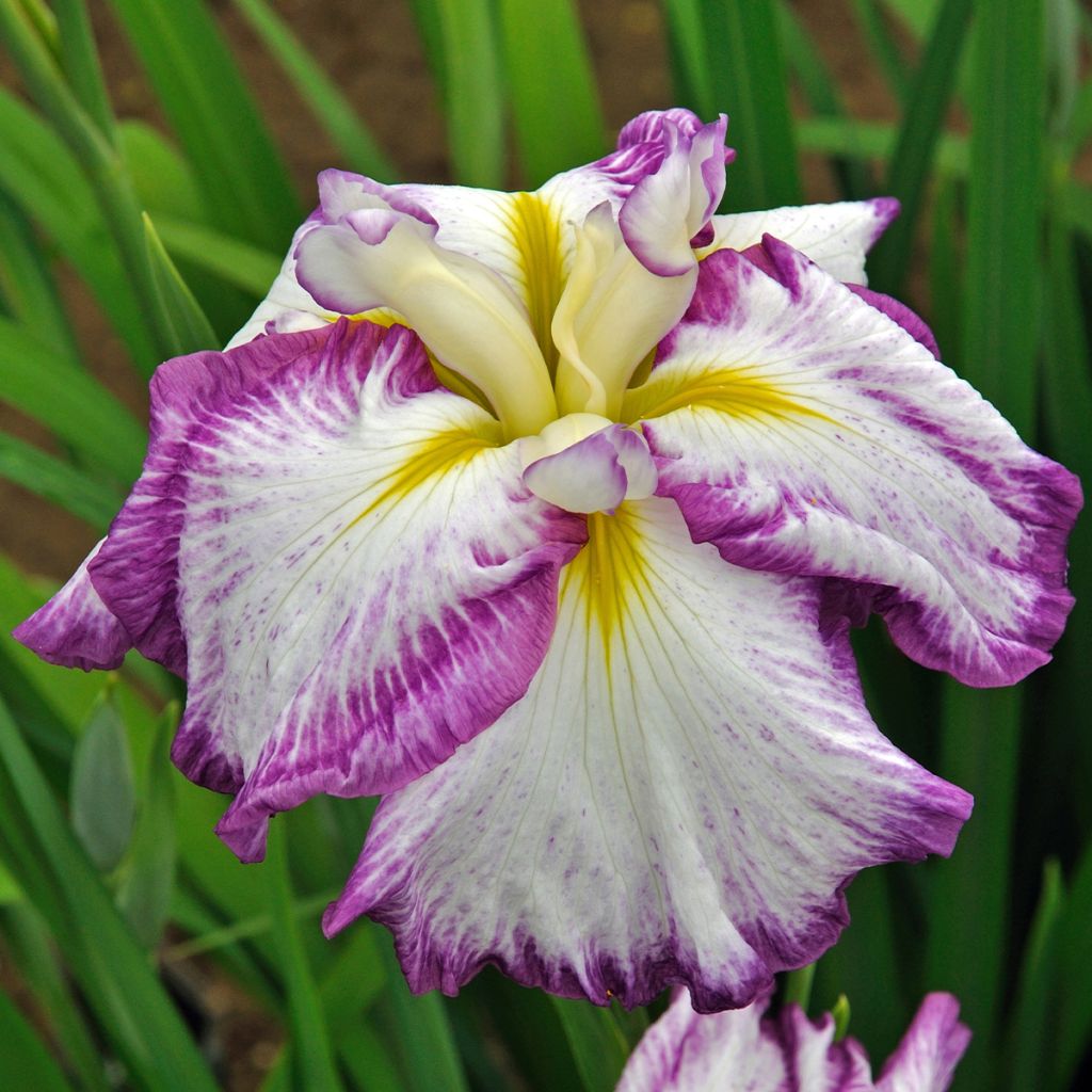 Iris du Japon - Iris ensata Harlequinesque