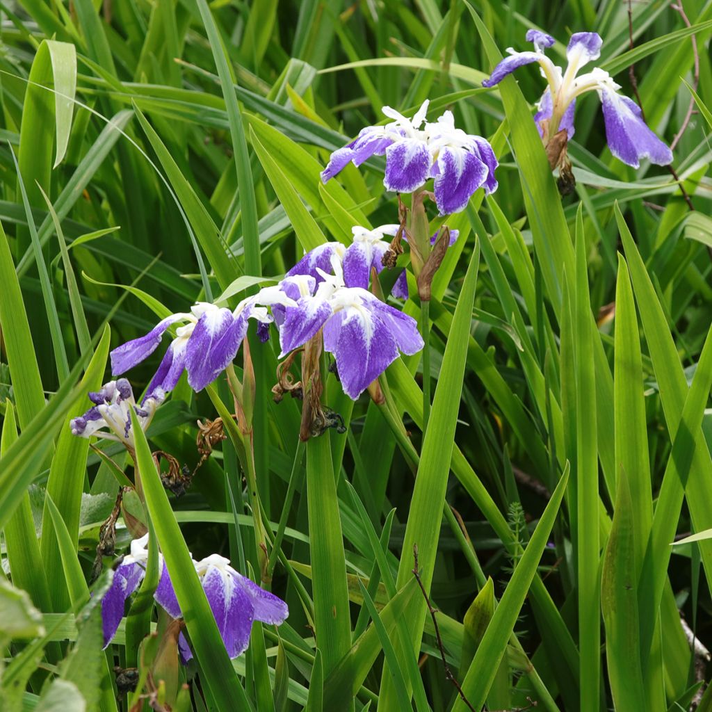 Iris du Japon - Iris ensata Montrosa