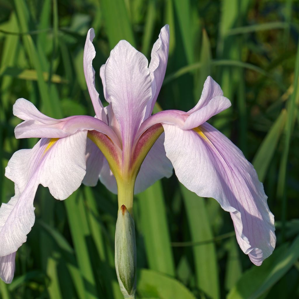 Iris du Japon - Iris ensata Rose Queen