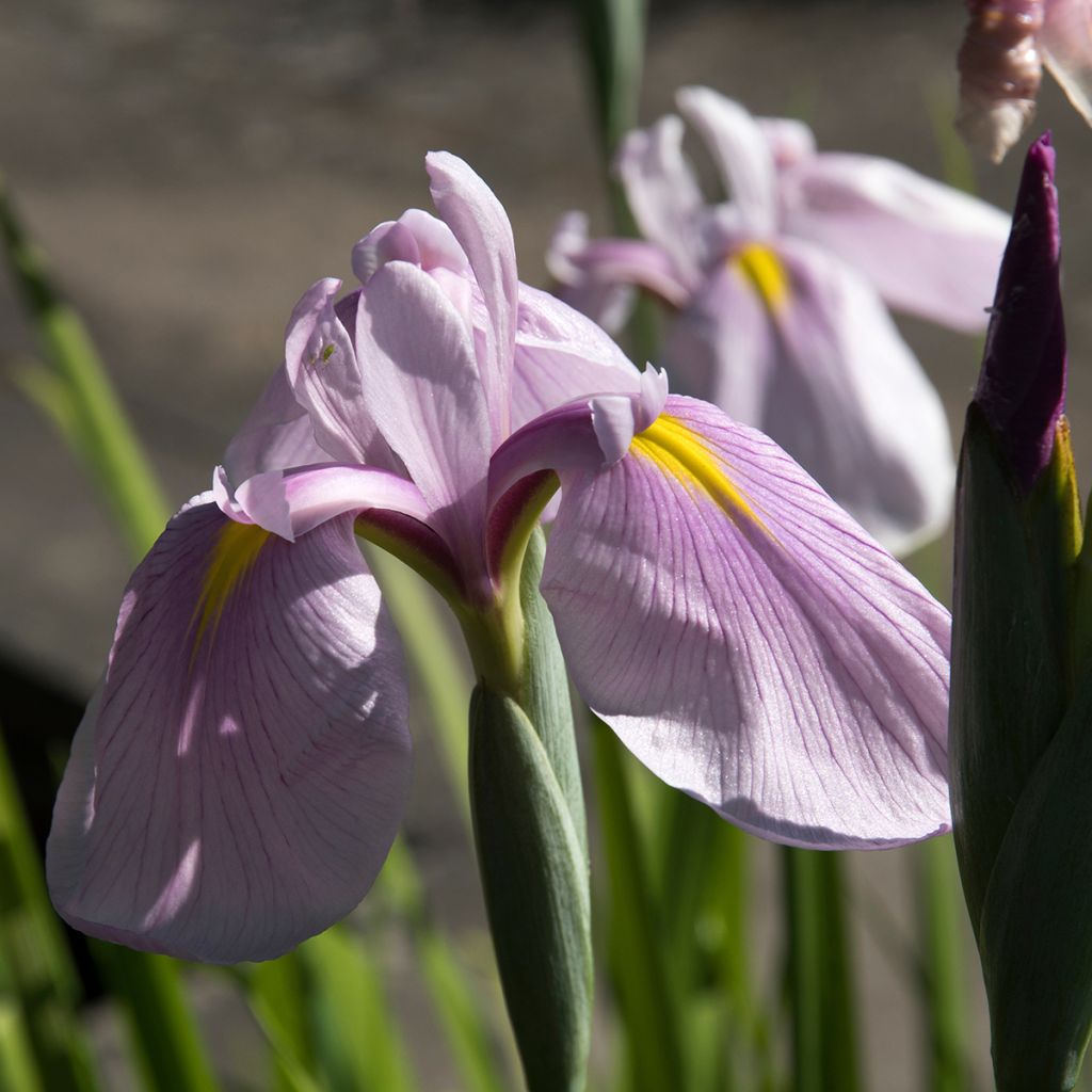 Iris du Japon - Iris ensata Rose Queen