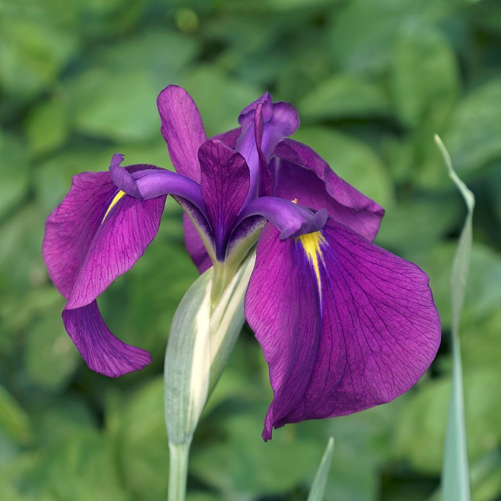 Iris du Japon - Iris ensata Variegata
