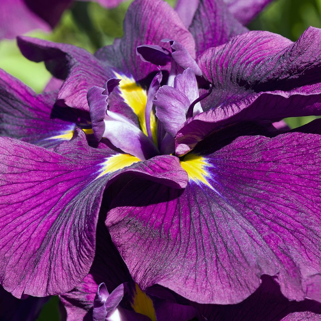 Iris du Japon - Iris ensata Variegata