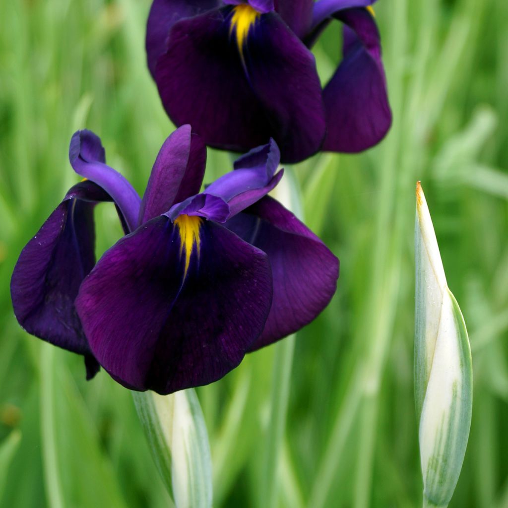Iris du Japon - Iris ensata Variegata