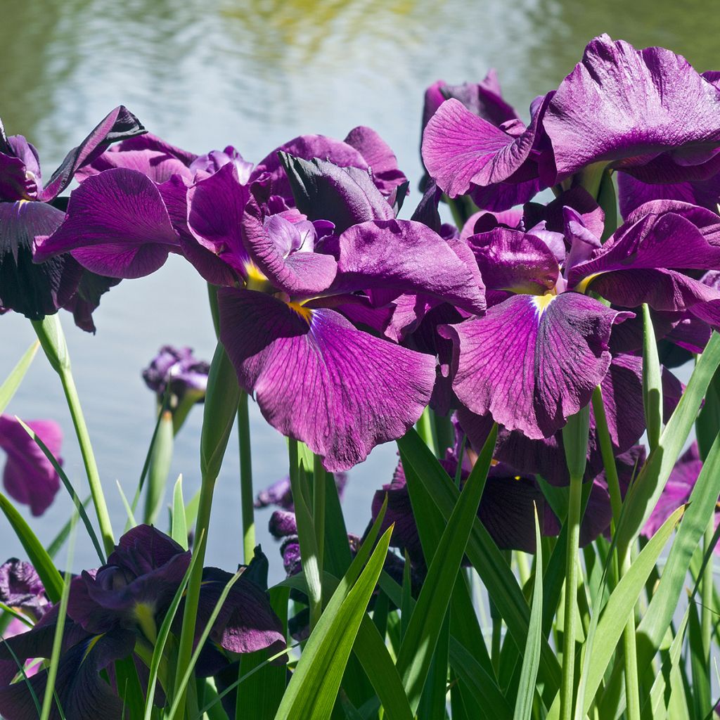 Iris du Japon - Iris ensata Variegata