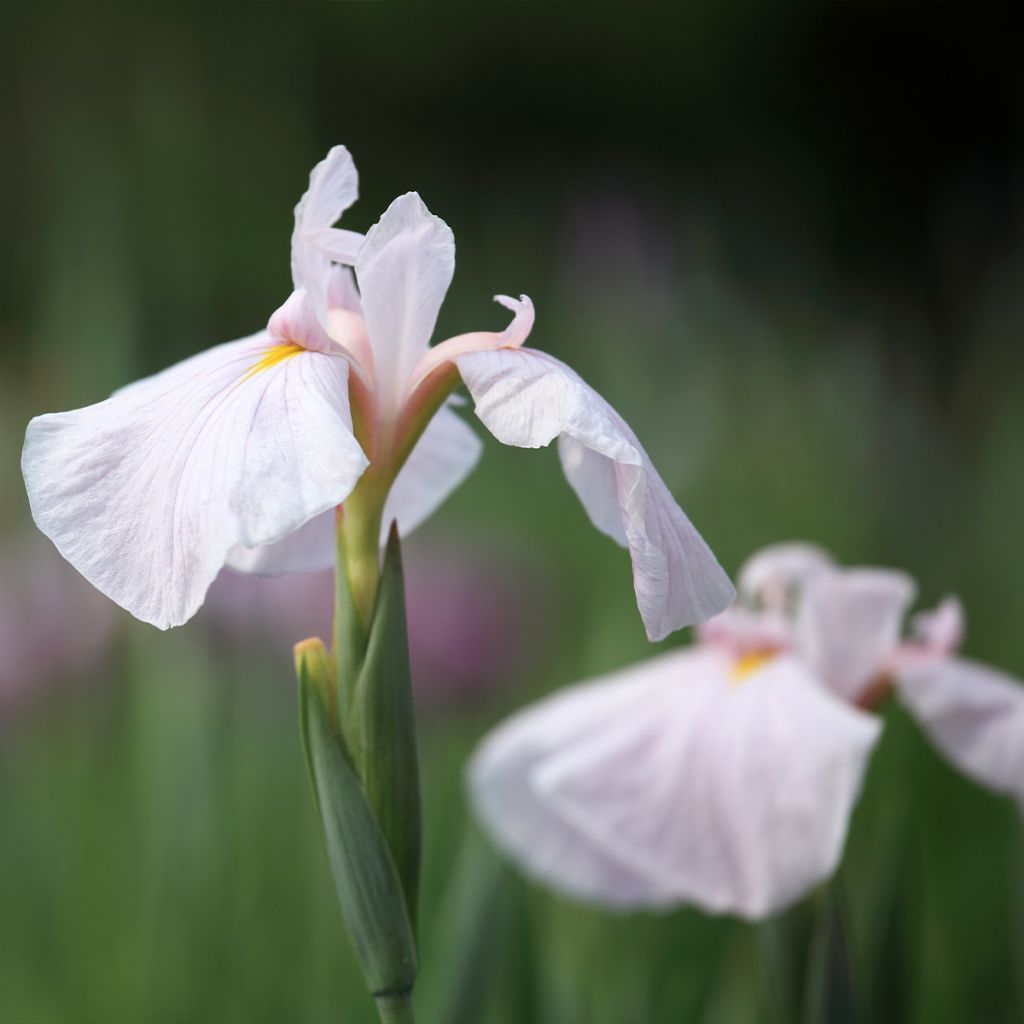 Iris du Japon - Iris ensata World s Delight