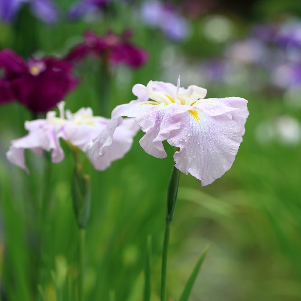 Iris du Japon - Iris ensata World s Delight