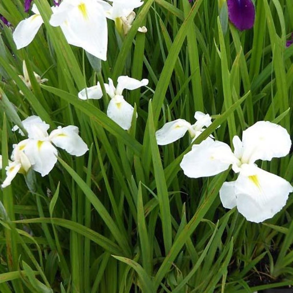 Iris du Japon - Iris ensata Diamant