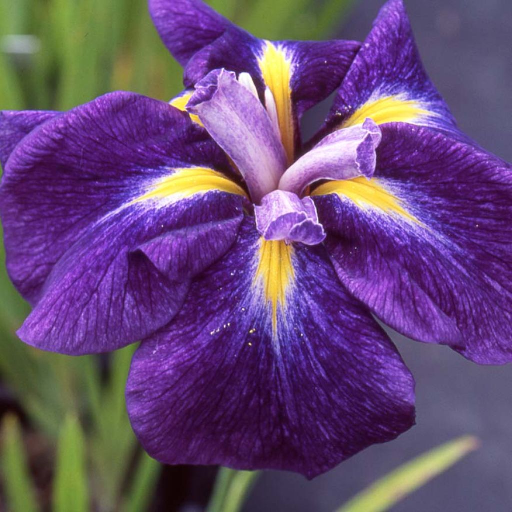 Iris du Japon - Iris ensata Iedo Mishiski