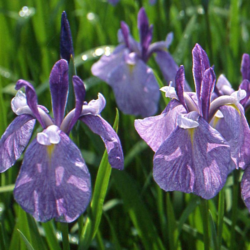 Iris du Japon - Iris ensata Météor