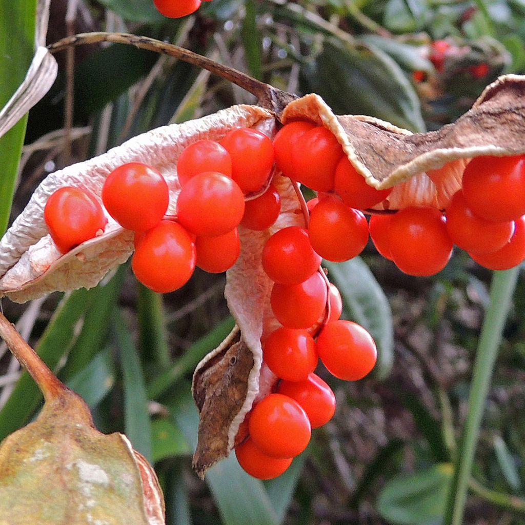 Iris foetidissima - Iris fétide