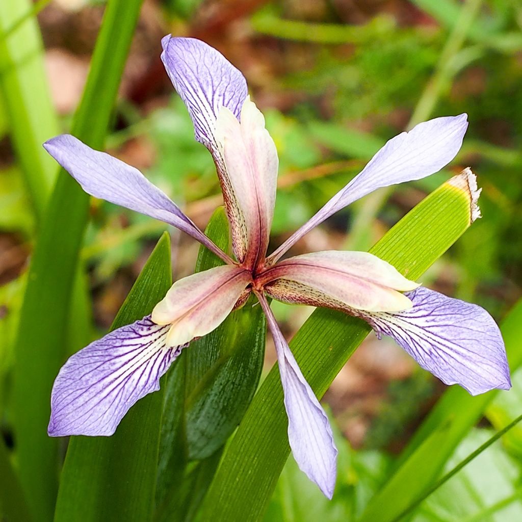 Iris foetidissima - Iris fétide