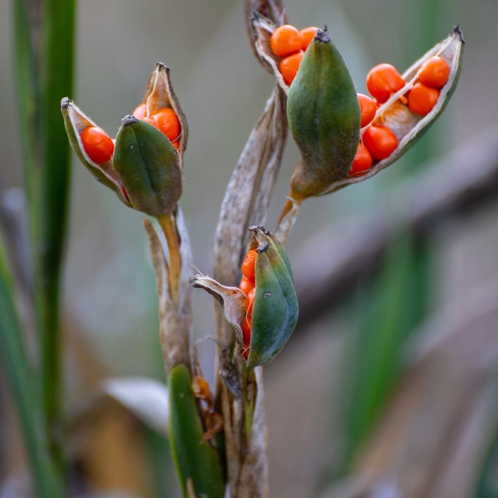 Iris foetidissima - Iris fétide