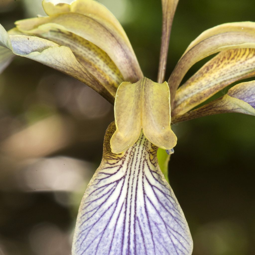 Iris foetidissima - Iris fétide