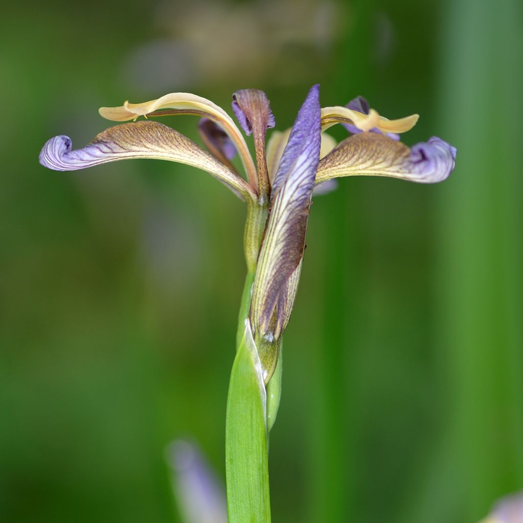 Iris foetidissima - Iris fétide