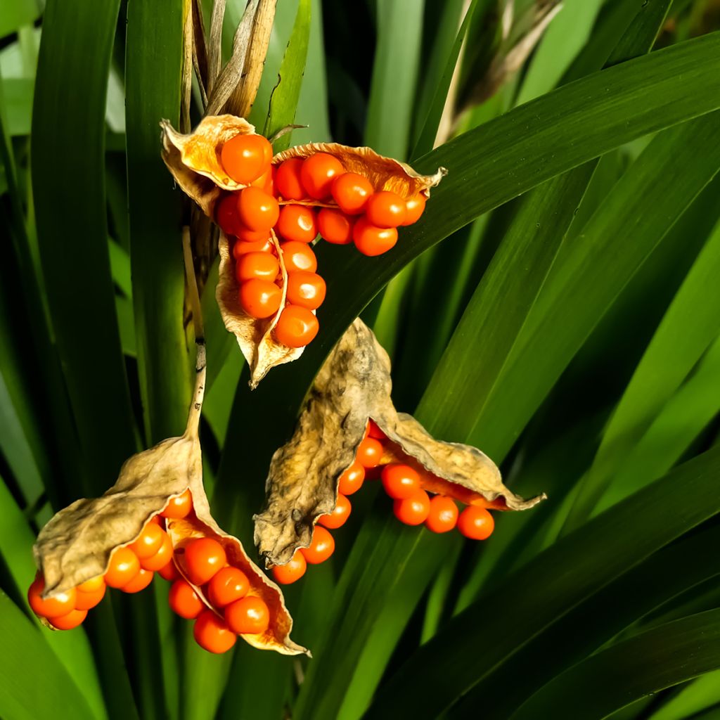 Iris foetidissima - Iris fétide