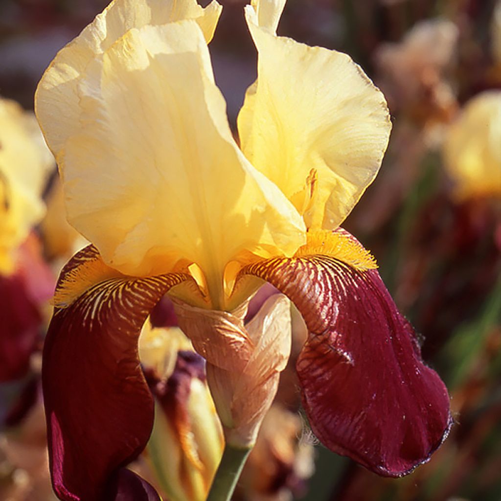 Iris germanica Accent Variegata - Iris des Jardins