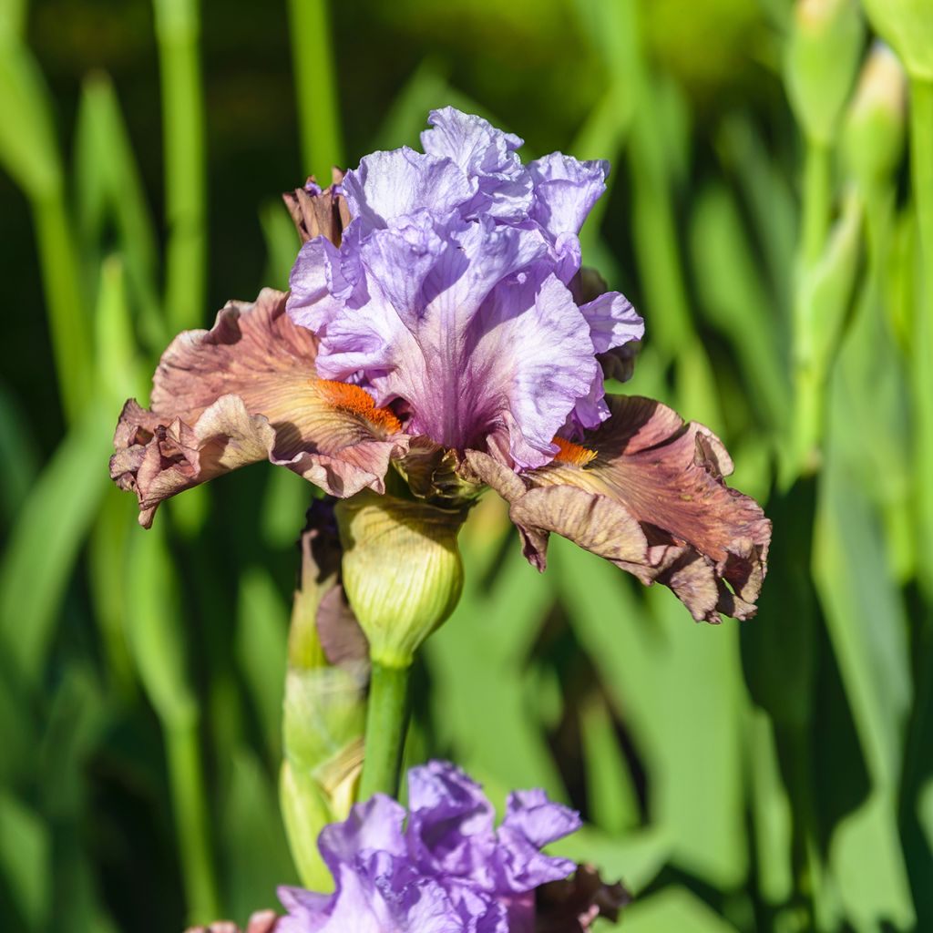 Iris germanica Adoranova - Iris des Jardins