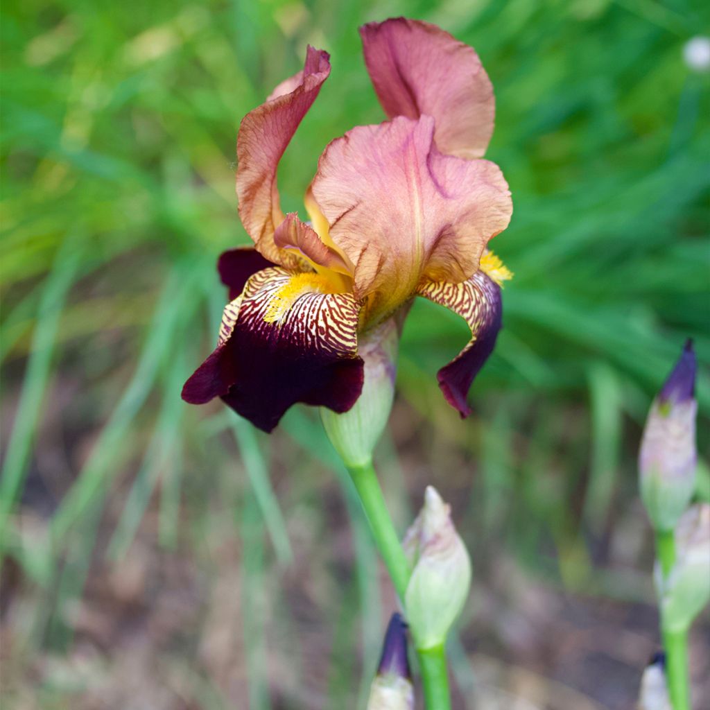 Iris germanica Agrippa - Iris des Jardins