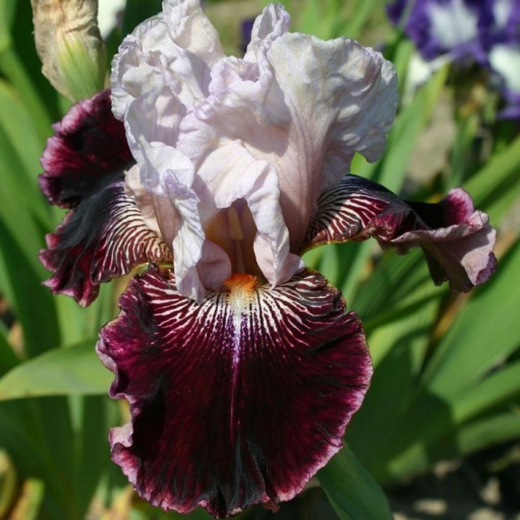 Iris germanica Amethyst Dancer - Iris des jardins