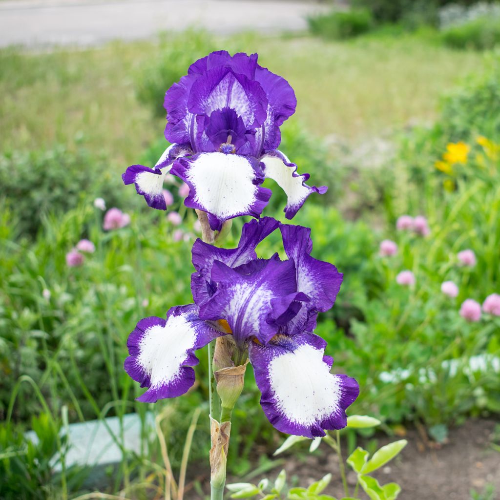 Iris germanica Art Déco - Iris des Jardins